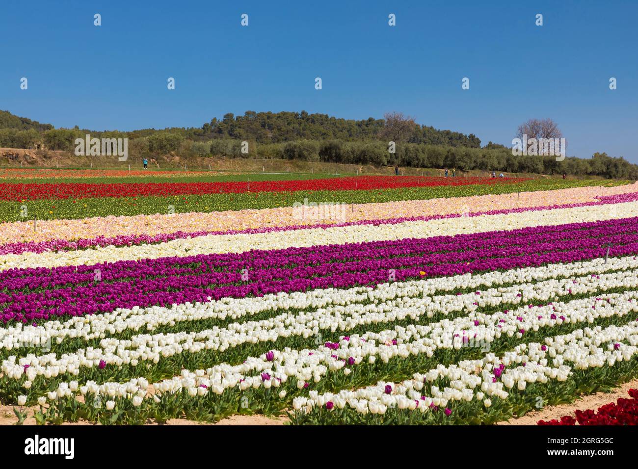 Francia, Alpes de Haute Provence, Lurs campo di tulipani Foto Stock