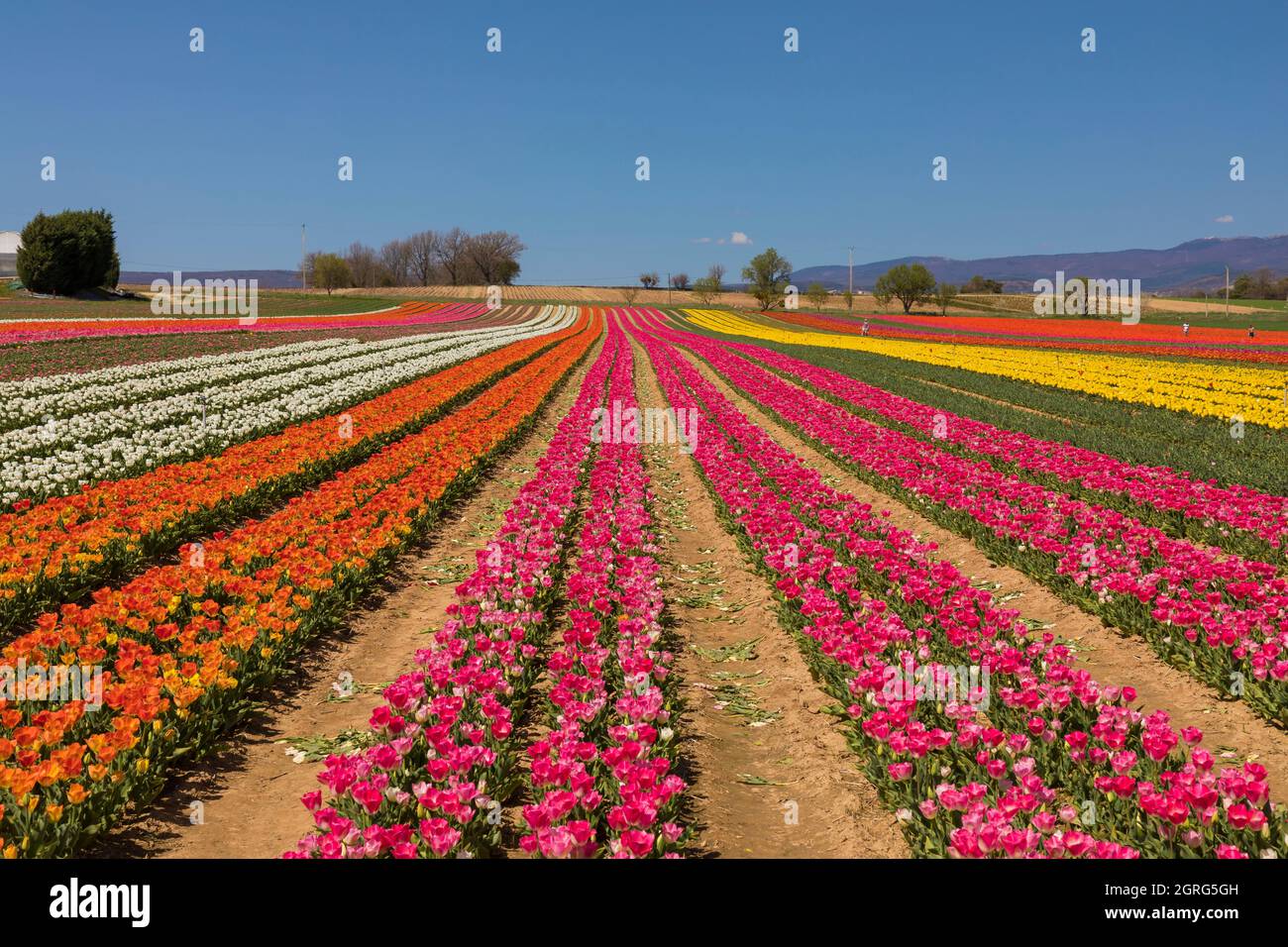 Francia, Alpes de Haute Provence, la Brillanne, campo di tulipani Foto Stock