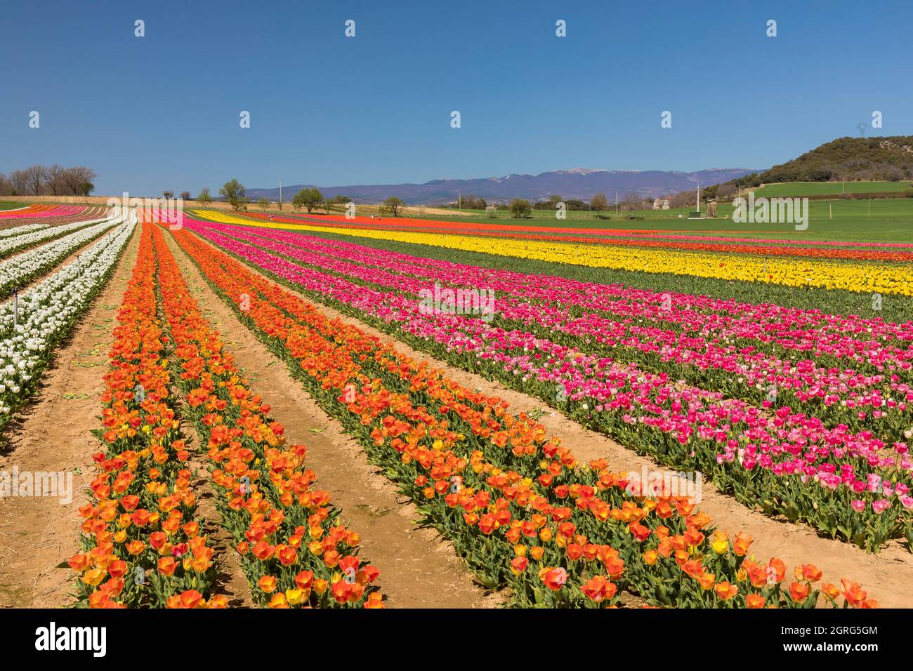 Francia, Alpes de Haute Provence, la Brillanne, campo di tulipani Foto Stock