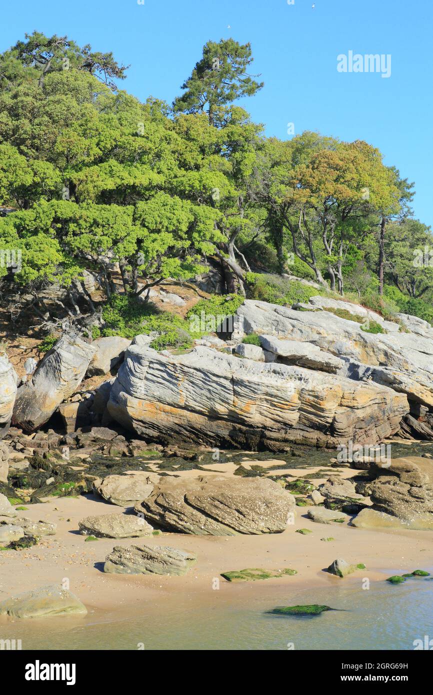 Francia, Vendee, Noirmoutier Island, Noirmoutier en l'ile, Dames Beach Foto Stock