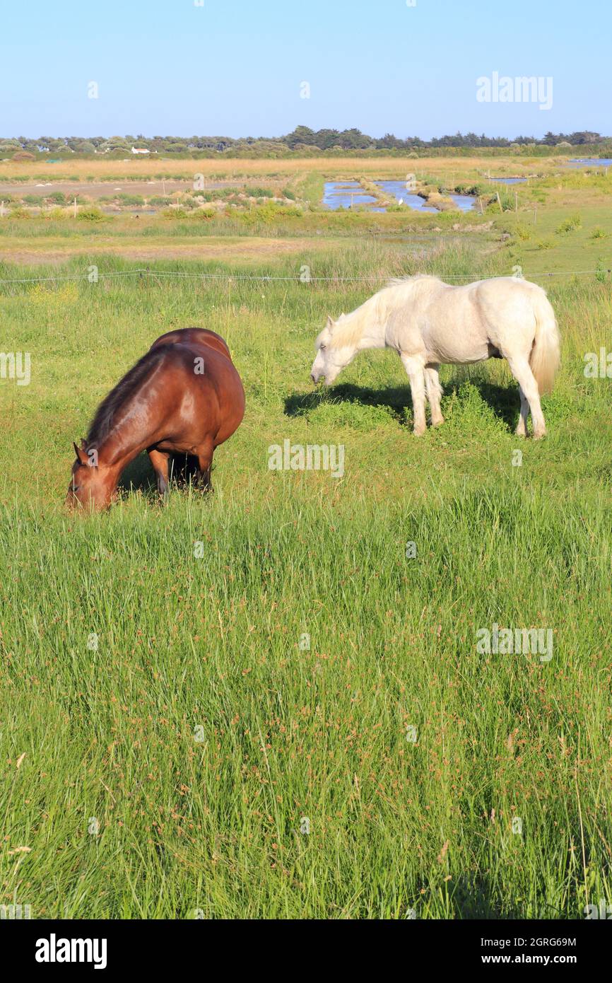 Francia, Vendee, Noirmoutier Island, Noirmoutier en l'ile, riserva naturale di Müllembourg, cavalli con le paludi di sale sullo sfondo Foto Stock