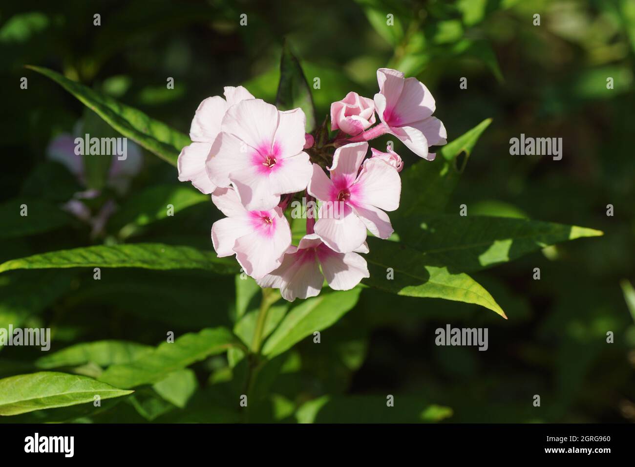 Primo piano giardino fiori phlox (Phlox 'occhi luminosi'). Famiglia Phlox (Polemoniaceae). Fiori rosa chiaro con un cuore rosa scuro. Giardino olandese, agosto. Foto Stock
