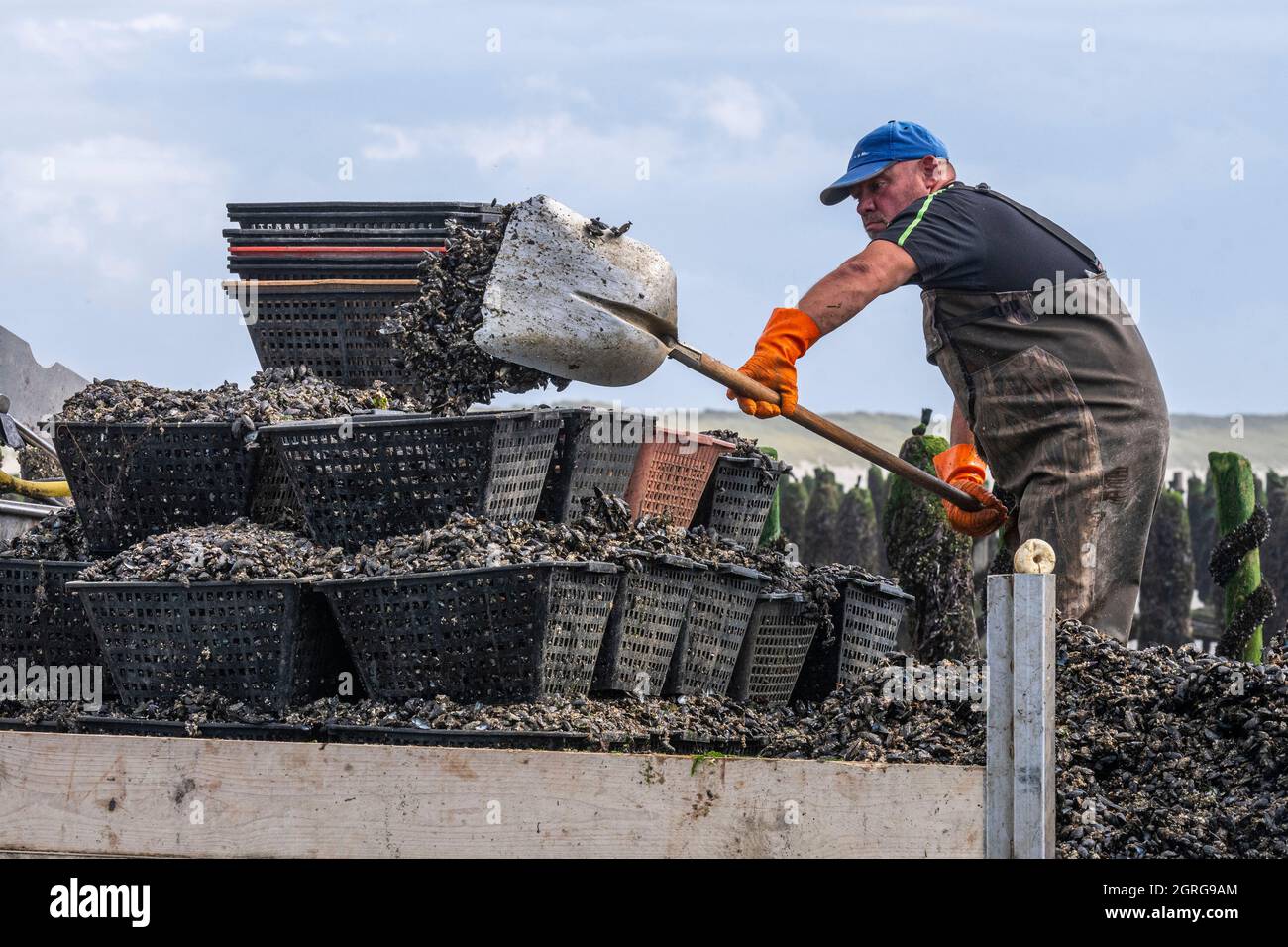 Francia, Somme (80), Baie de Somme, Quend-Plage, Mussel agricoltori raccogliere cozze bouchot, una volta depositato sul rimorchio trattore dal pescatore, la rete è spaccata, le cozze aderenti sono raschiate e poi messo nelle trappole con una pala Foto Stock