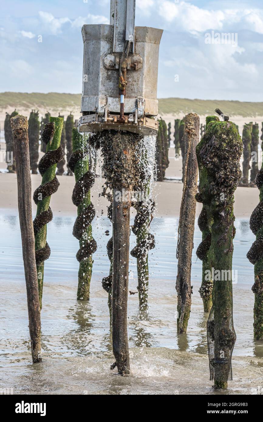 Francia, Somme (80), Baie de Somme, Quend-Plage, Mussel agricoltori raccogliere cozze bouchot, le cozze sono rimosse dal palo con il pescatore e posto sul vassoio del rimorchio trattore; la rete che li protegge deve quindi essere rimossa e le cozze attaccate ad esso raschiato via Foto Stock