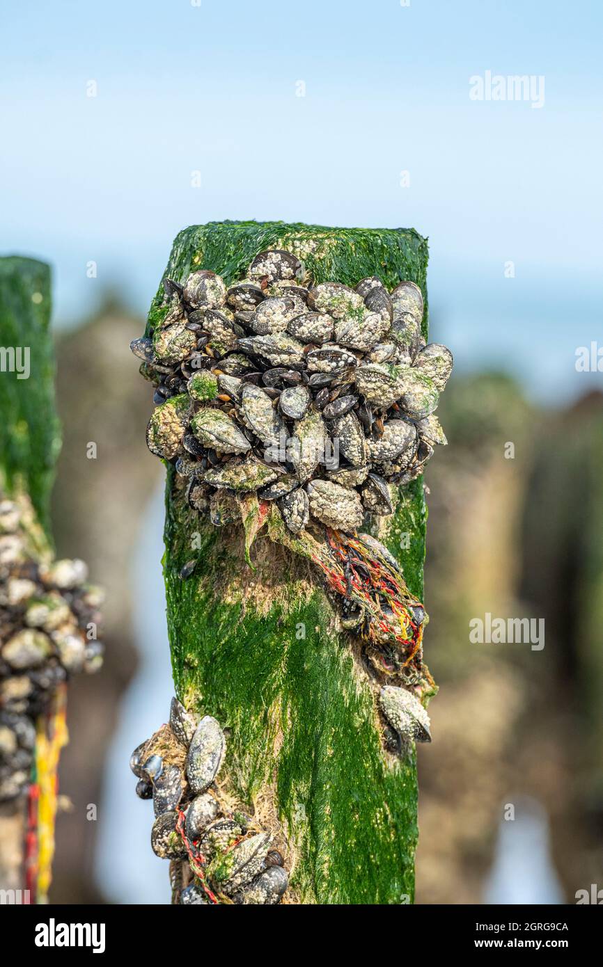 Francia, Somme (80), Baie de Somme, Quend-Plage, Mussel agricoltori raccogliere cozze bouchot, gli allineamenti di bouchot Foto Stock