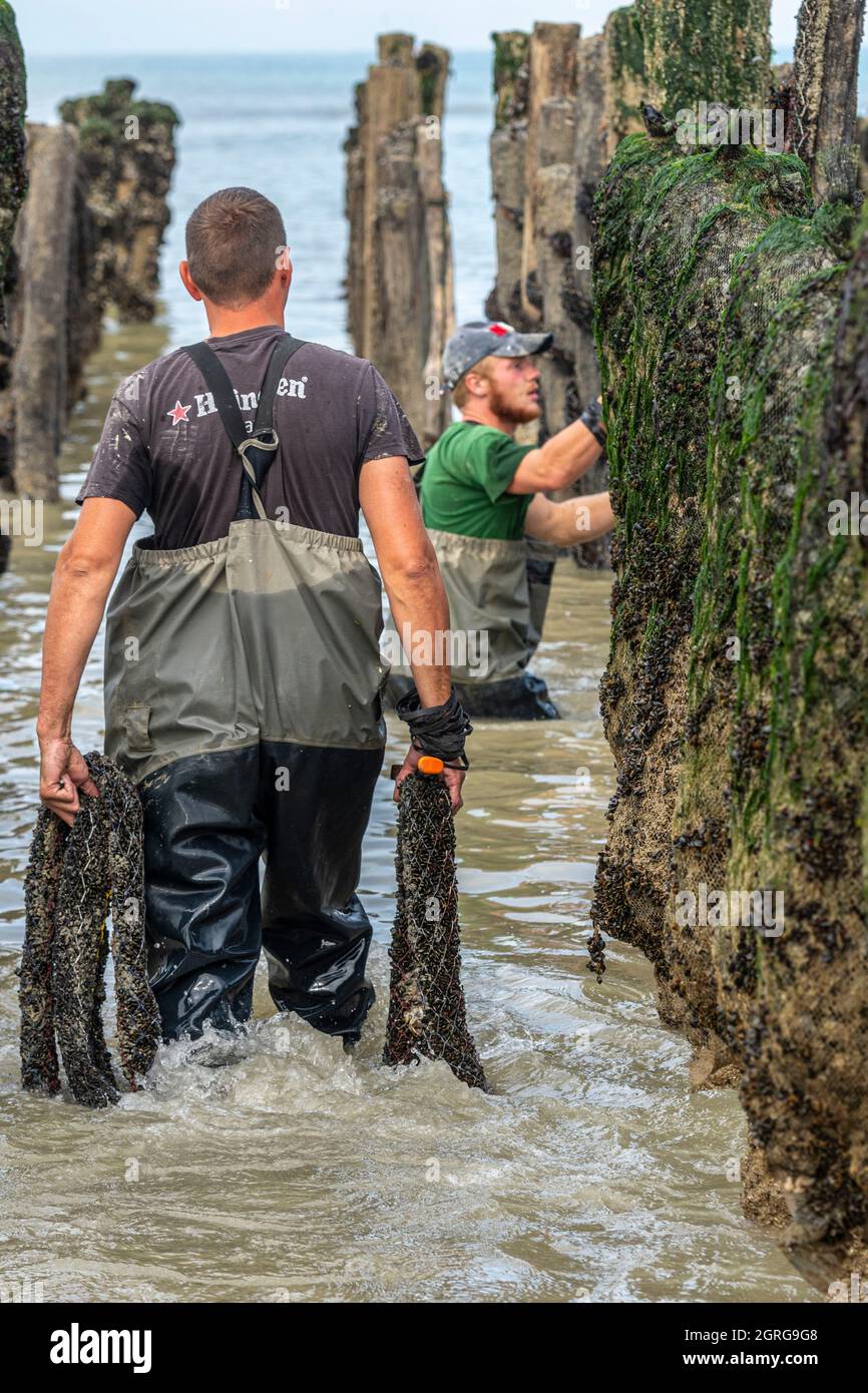 Francia, Somme (80), Baie de Somme, Quend-Plage, Mussel agricoltori raccogliere cozze bouchot, una volta che i pali sono stati puliti, il rubinetto sono inchiodato alla cima del palo e avvolto intorno ad esso in modo che le cozze colonizzano e si attaccano ad esso Foto Stock