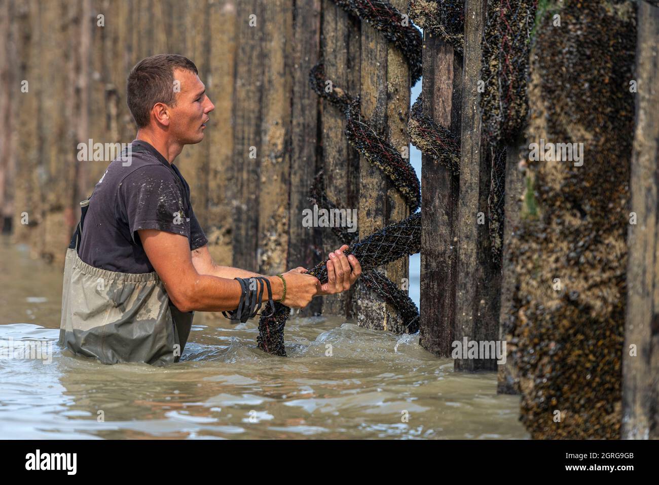 Francia, Somme (80), Baie de Somme, Quend-Plage, Mussel agricoltori raccogliere cozze bouchot, una volta che i pali sono stati puliti, il rubinetto sono inchiodato alla cima del palo e avvolto intorno ad esso in modo che le cozze colonizzano e si attaccano ad esso Foto Stock