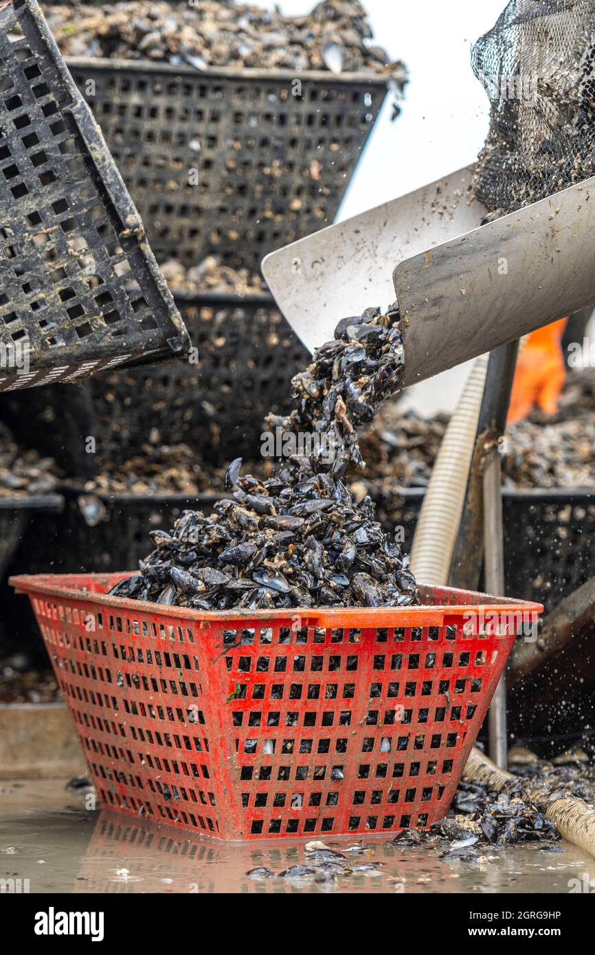 Francia, Somme (80), Baie de Somme, Quend-Plage, Mussel Farmers raccolgono cozze di bouchot, il prelavaggio è l'ultima operazione prima del ritorno; i due trattori sono affiancati e una pompa è installata per alimentare il lavatore e servire come getto d'acqua; le scatole di mitili vengono svuotate una ad una nella macchina che elimina gran parte delle cozze sovradimensionate, i granai (piccole conchiglie bianche attaccate su di esse), le alghe, le cozze rotte, ecc.. All'uscita dalla macchina, il raccolto viene nuovamente messo in scatole Foto Stock