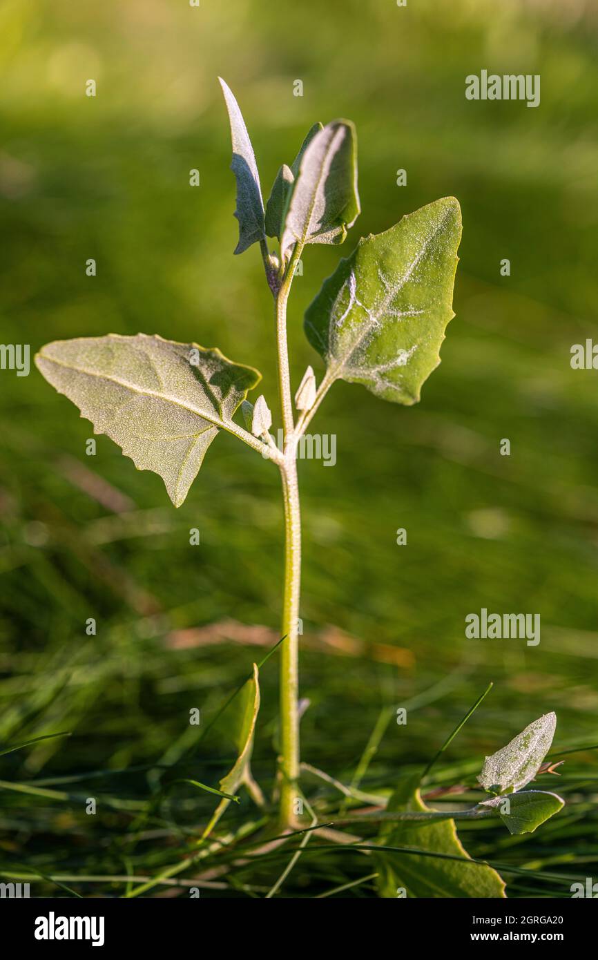 Francia, Somme (80), Baie de Somme, le Crotoy, Flora della Baie de Somme, Atriplex prostrata, ex A.hastata Foto Stock