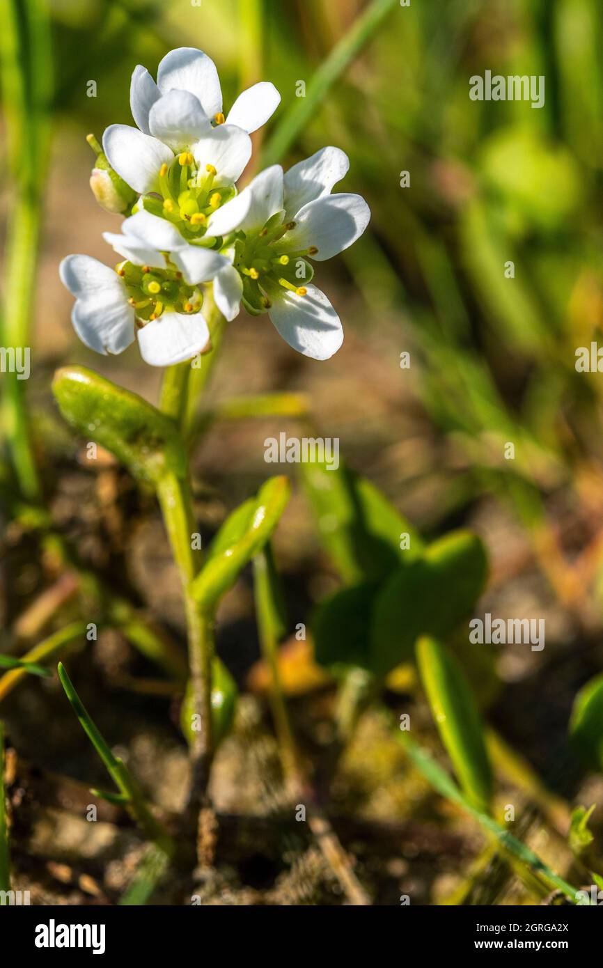 Francia, Somme (80), Baie de Somme, le Crotoy, Flora della Baie de Somme, Cochlearia officinalis Foto Stock