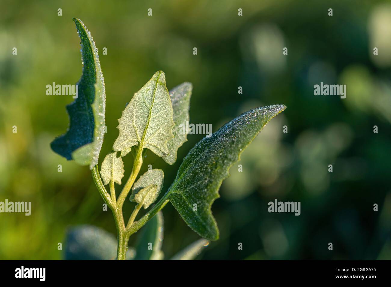 Francia, Somme (80), Baie de Somme, le Crotoy, Plages de la Maye, riserva naturale Baie de Somme, Atriplex prostrata Foto Stock