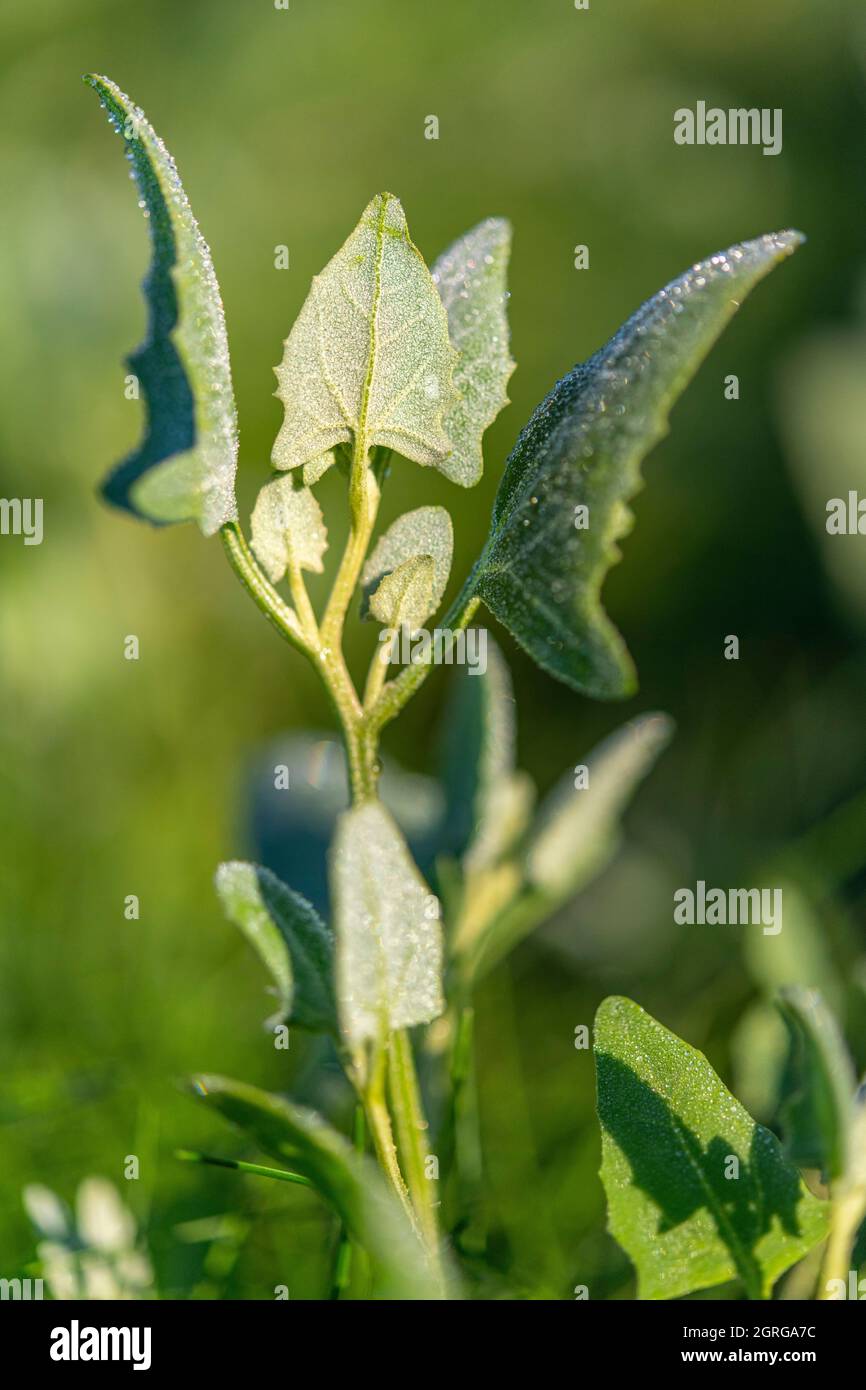 Francia, Somme (80), Baie de Somme, le Crotoy, Plages de la Maye, riserva naturale Baie de Somme, Atriplex prostrata Foto Stock