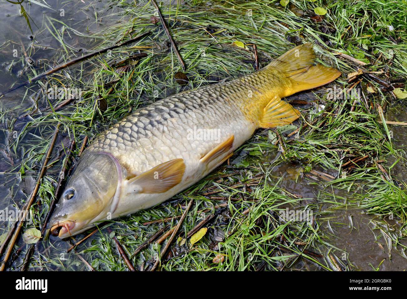 Francia, Doubs, pesca, carpa, stagno, pesce Foto Stock