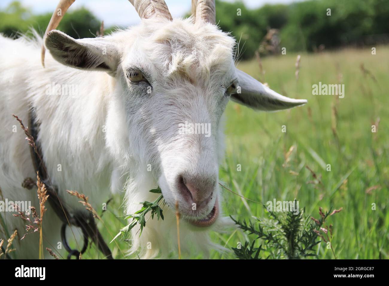 Capra bianca carina pascolo in prato verde Foto Stock