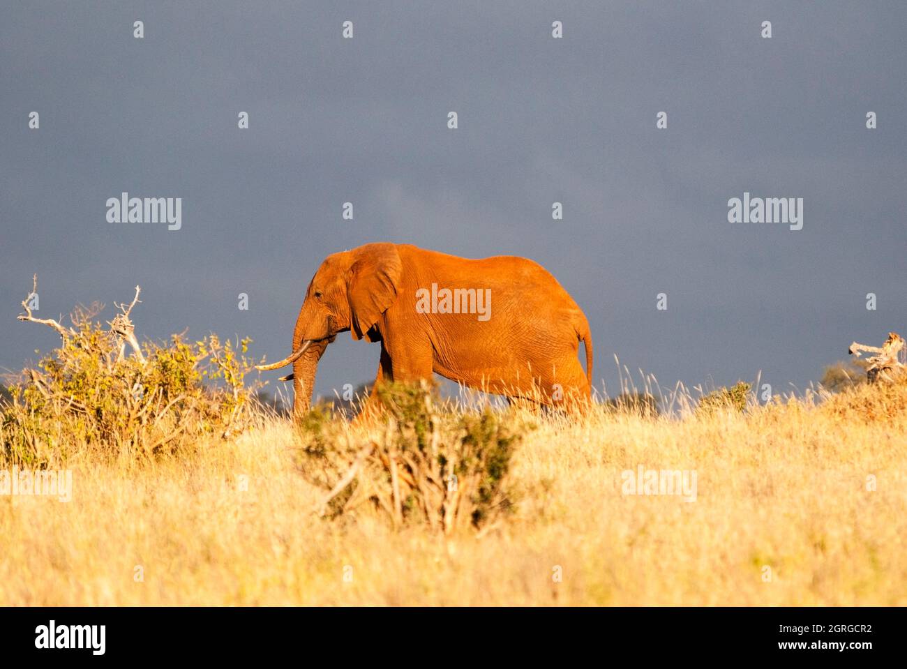 Kenya, Taita Hills Wildlife Sanctuary, un elefante femminile (Loxodonta africana) Foto Stock