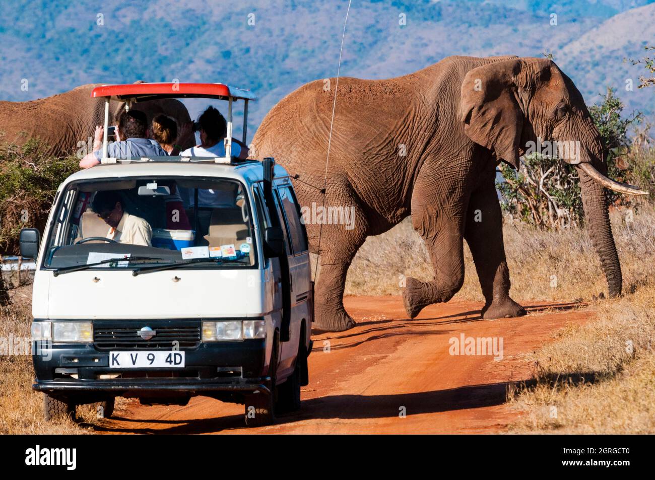Kenya, Taita Hills Wildlife Sanctuary, mandria di elefanti (Loxodonta africana) e autobus turistico Foto Stock