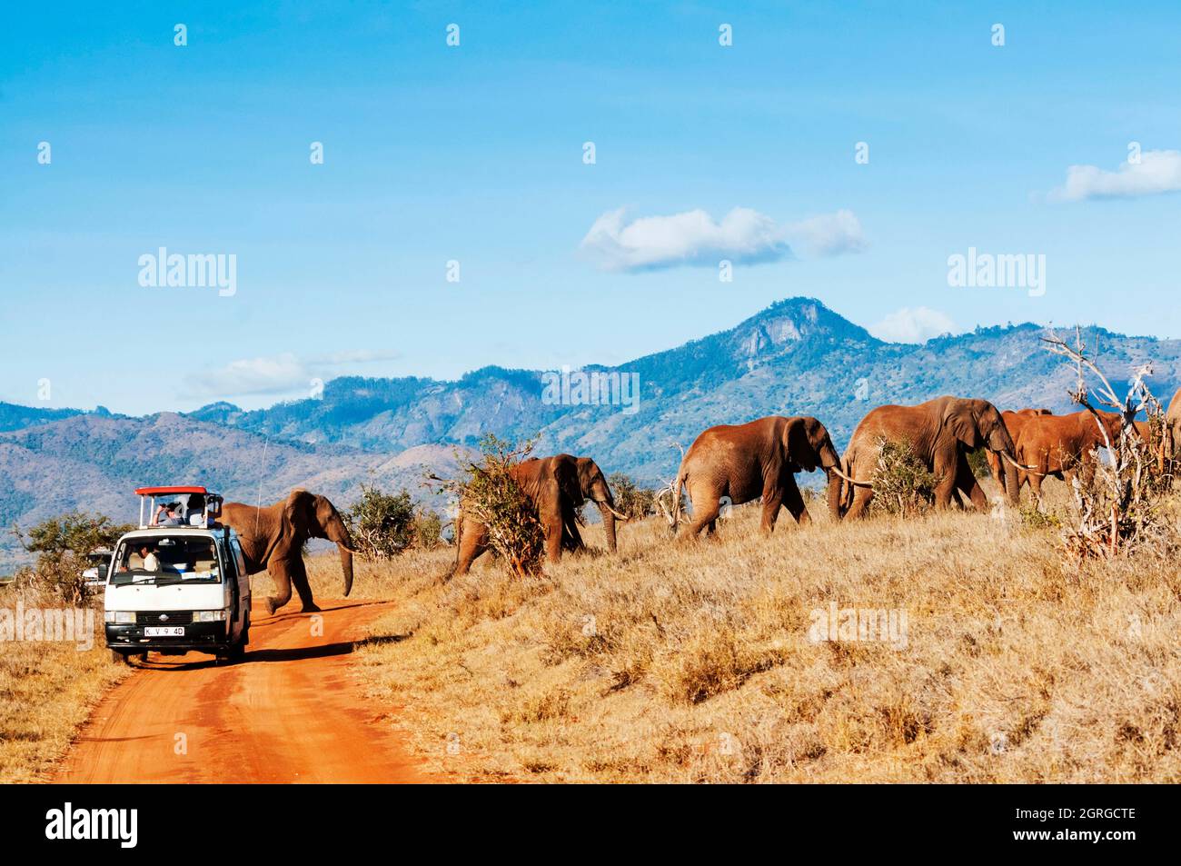 Kenya, Taita Hills Wildlife Sanctuary, mandria di elefanti (Loxodonta africana) e autobus turistico Foto Stock