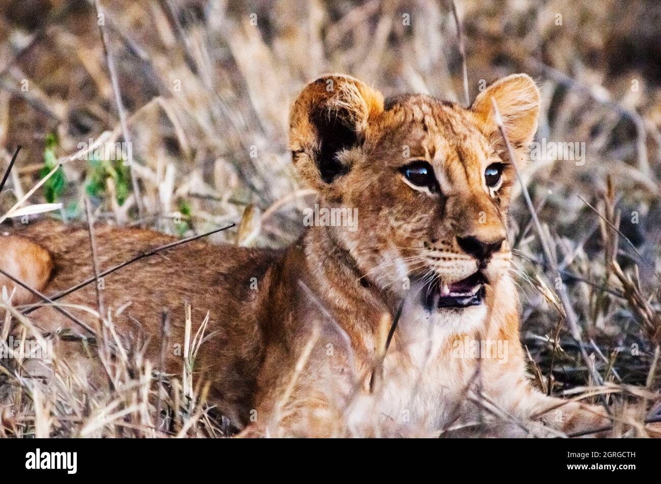 Kenya, Parco Nazionale di Tsavo Ovest, un cucciolo di leone (Panthera leo) Foto Stock
