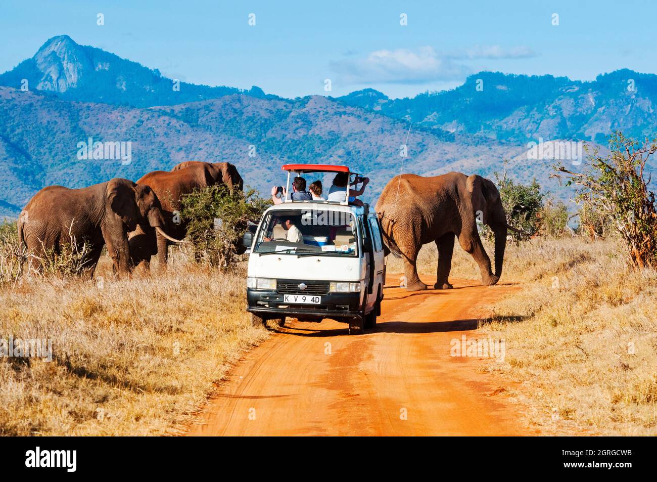 Kenya, Taita Hills Wildlife Sanctuary, mandria di elefanti (Loxodonta africana) e autobus turistico Foto Stock