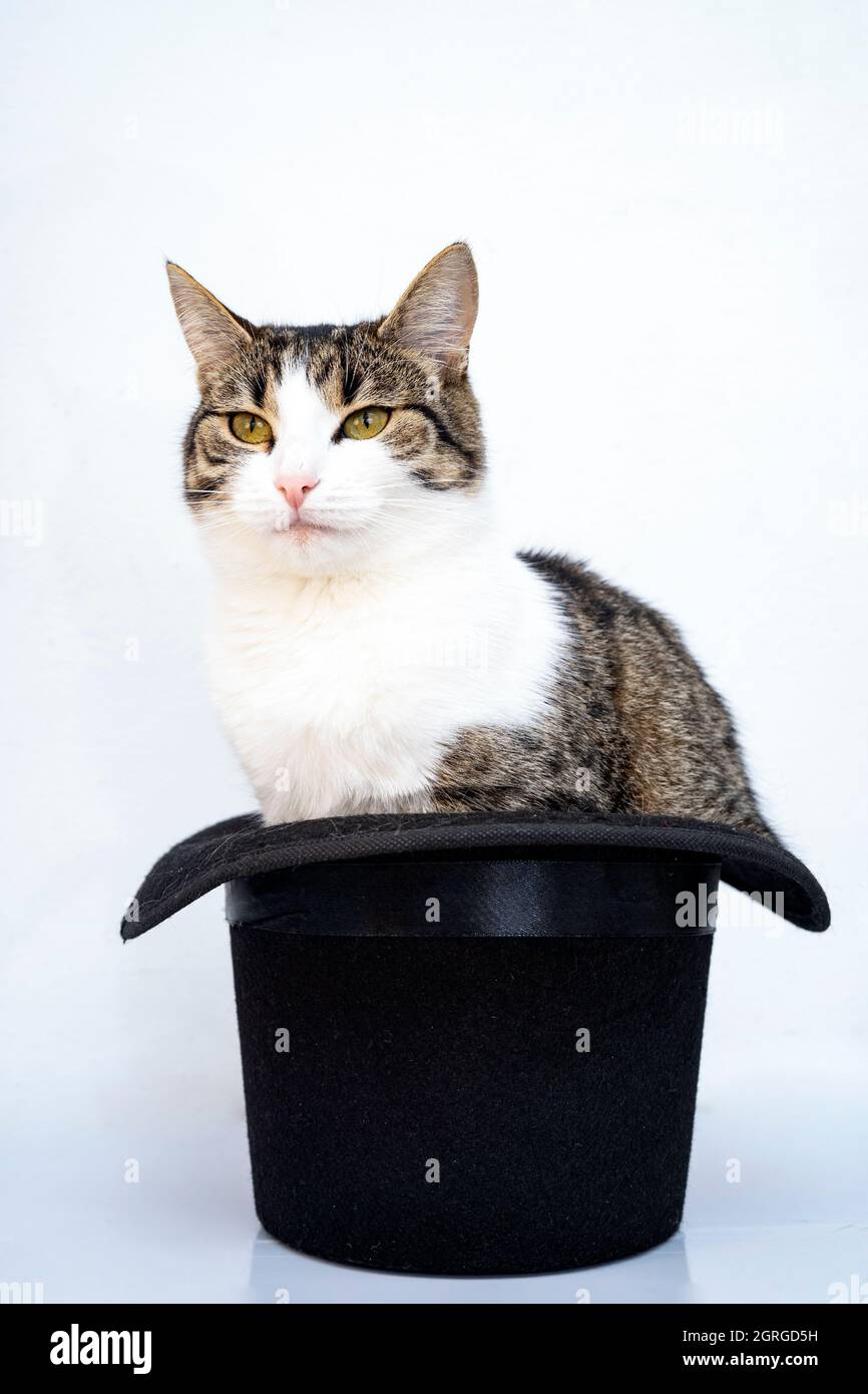 Gatto Con Il Cappello Del Partito Fotografia Stock - Immagine di  affascinare, ritratto: 23444080