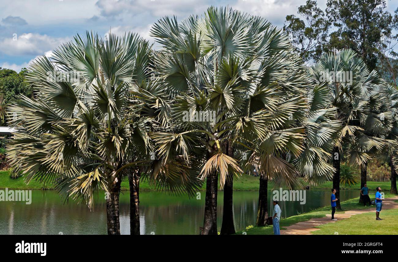 BRUMADINHO, MINAS GERAIS, BRASILE - 17 GENNAIO 2018: Alberi di palma nel giardino tropicale dell'Instituto Inhotim (Istituto Inhotim) Foto Stock