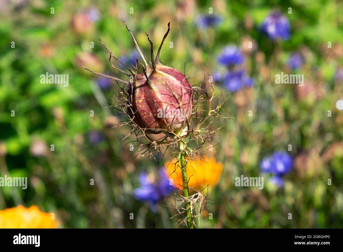 Nigella damascena fiore testa di semi closeup vista in un giardino d'autunno con fiori blu sullo sfondo settembre Carmarthenshire Galles UK KATHY DEWITT Foto Stock