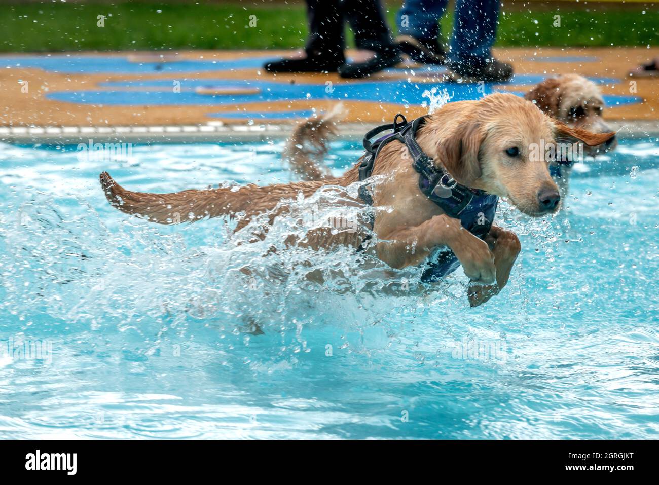 Saltdean, 25 settembre 2021: La sessione annuale di nuoto di fine stagione al Lido di Saltdean è stata, come sempre, un evento di sell-out. Foto Stock
