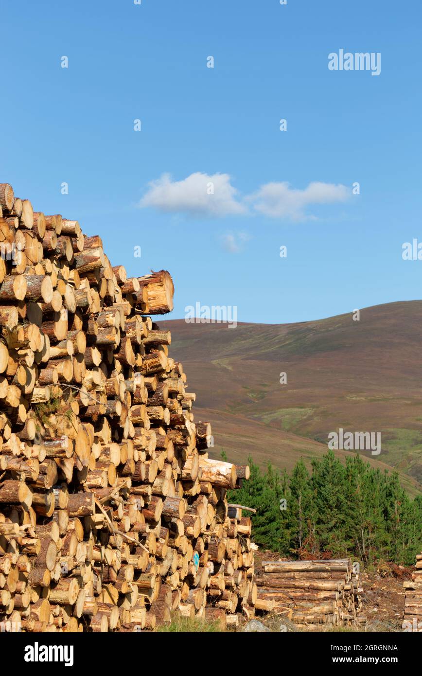 Cumulo di tronchi in attesa di trasporto, Sutherland Foto Stock