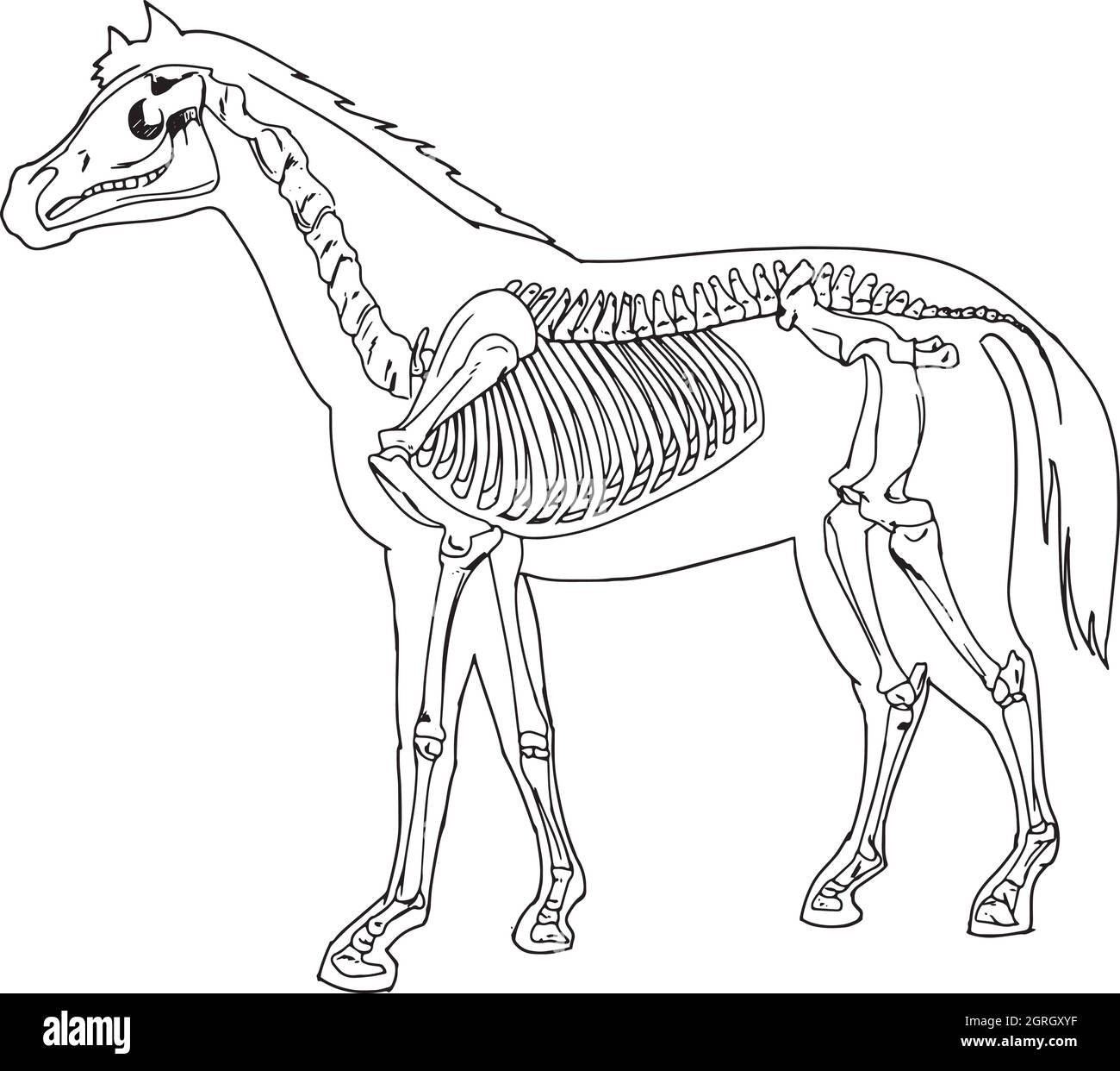 Scheletro del cavallo Illustrazione Vettoriale
