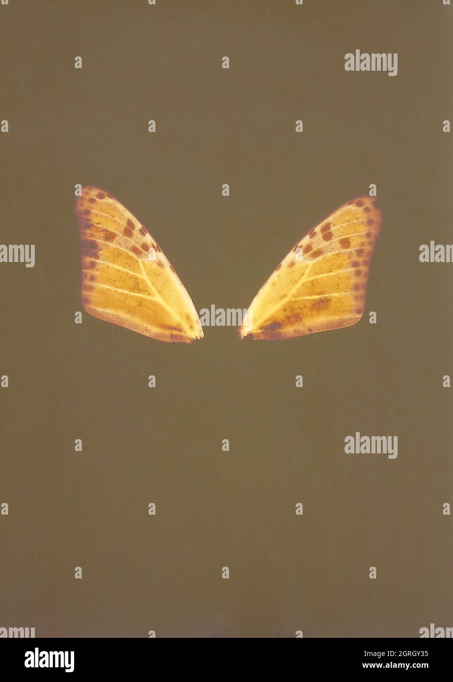 Illustrazione botanica con un aspetto e un'atmosfera vintage Foto Stock