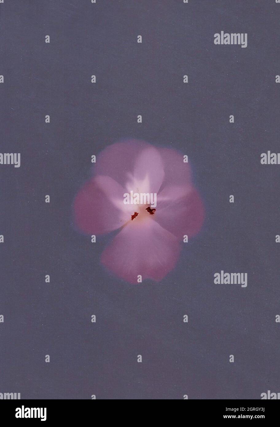 Illustrazione botanica con un aspetto e un'atmosfera vintage Foto Stock