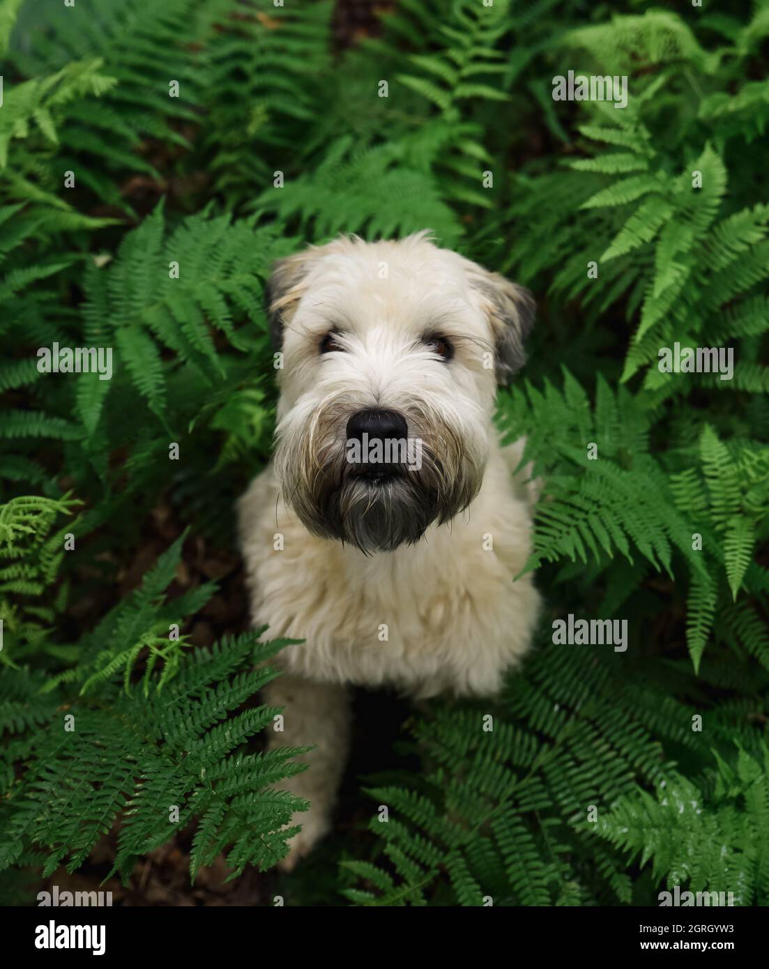 Primo piano di wheaten terrier cane circondato da foglie di felce verde. Foto Stock