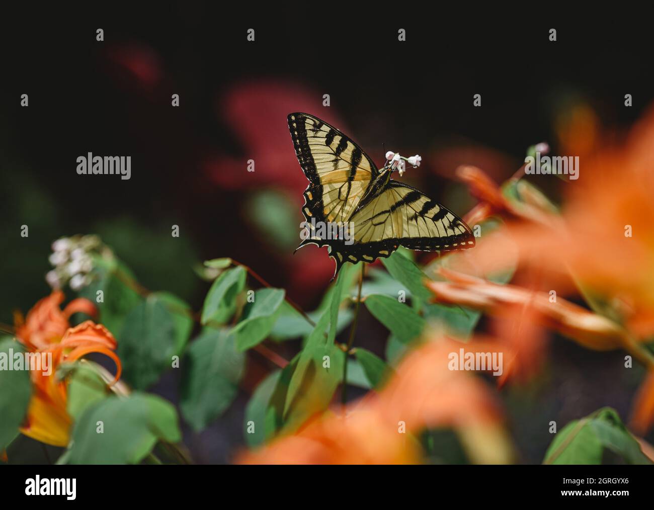 Primo piano di farfalla swallowtail ottenendo nettare da un fiore. Foto Stock
