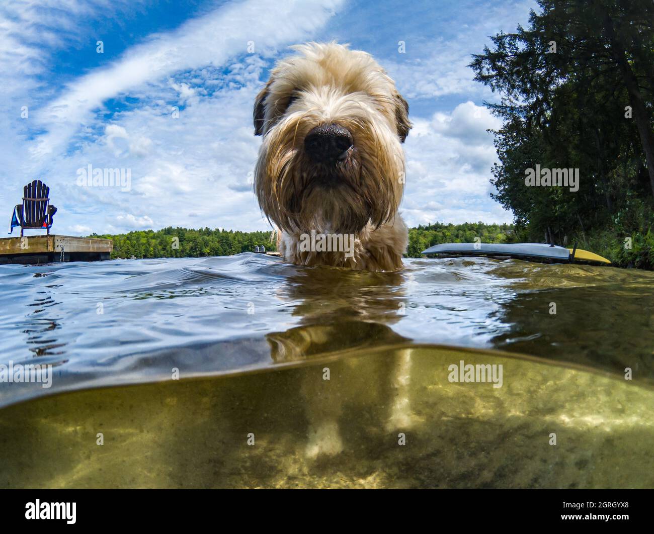 Vista sull'acqua di un cane furry in un lago in una calda giornata estiva. Foto Stock