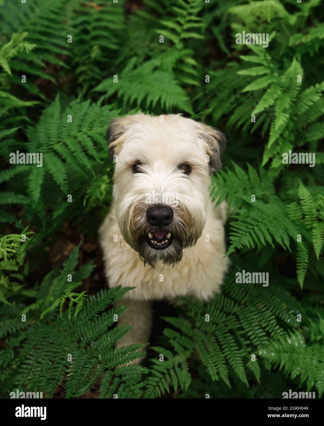 Primo piano di wheaten terrier cane circondato da foglie di felce verde. Foto Stock