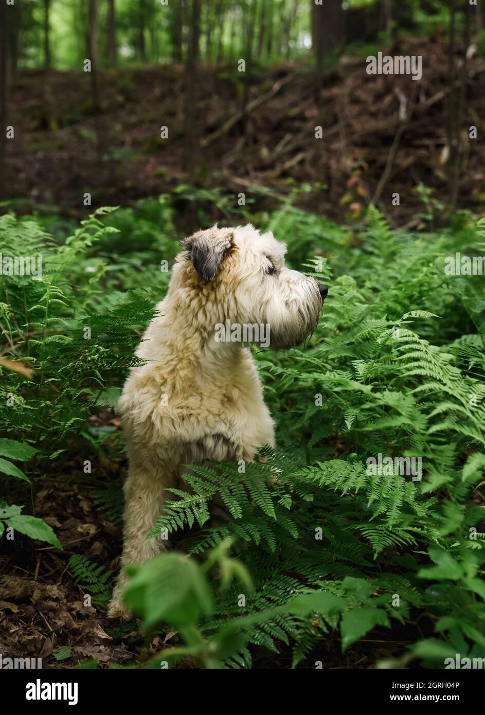 Wheaten Terrier cane circondato da foglie di felce verde nella foresta. Foto Stock
