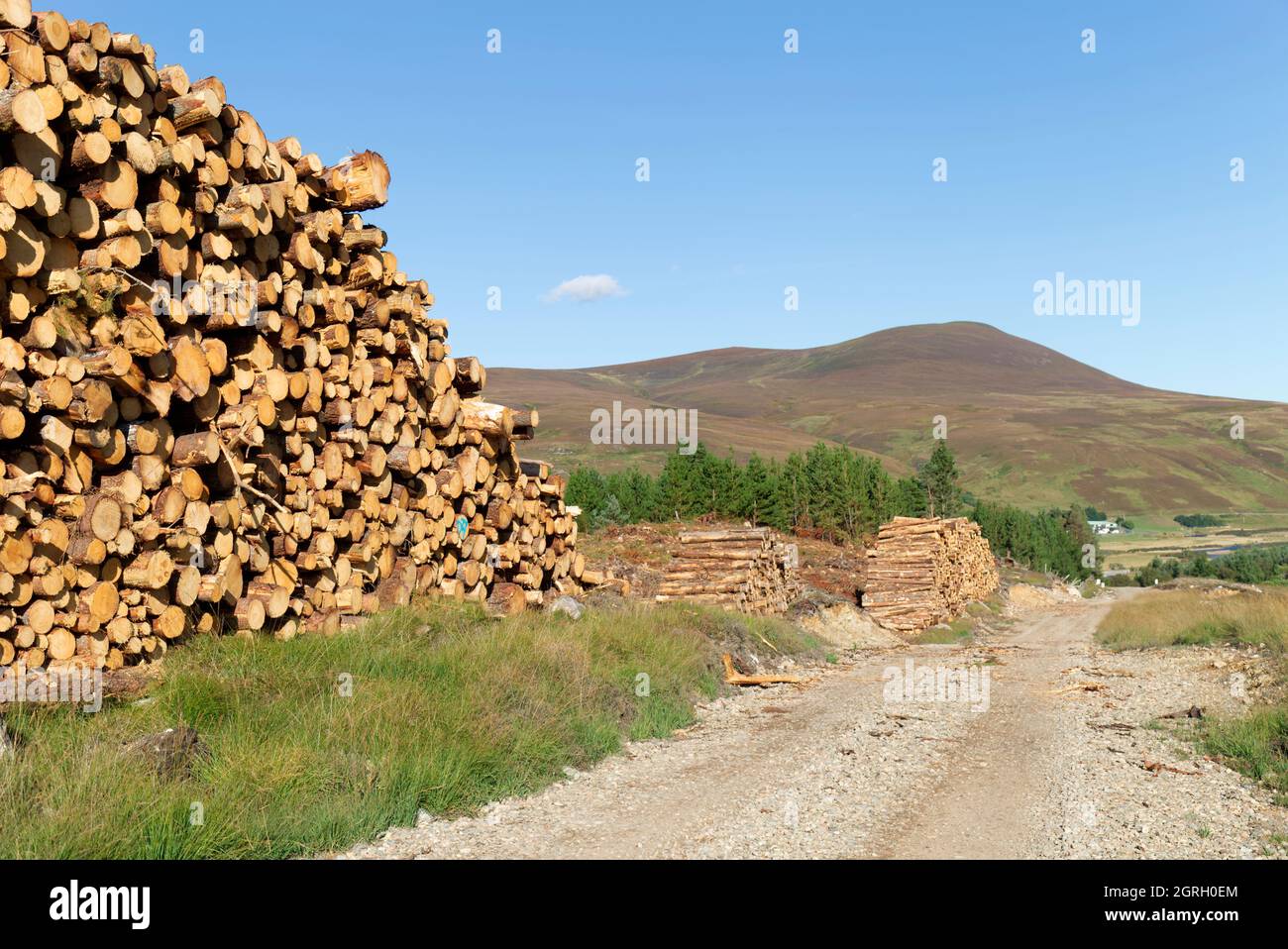 Cumulo di tronchi in attesa di trasporto, Sutherland Foto Stock