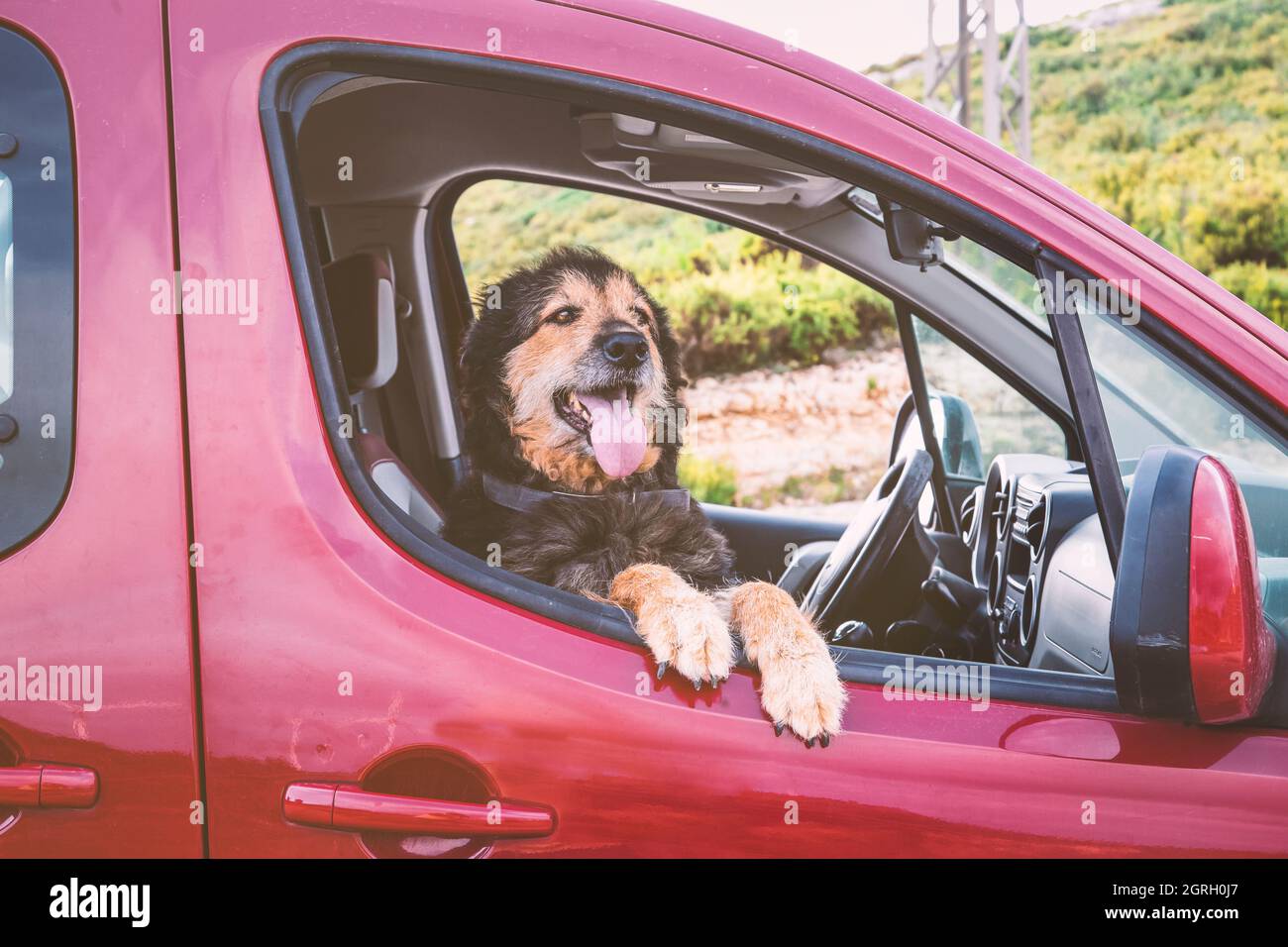 Cane inclinato fuori dal finestrino dell'auto Foto Stock