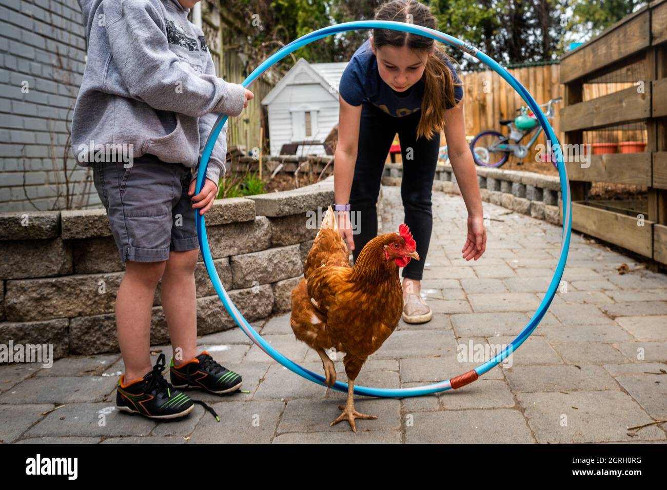 I bambini addestrano un pollo a camminare attraverso un cerchio di hula Foto Stock