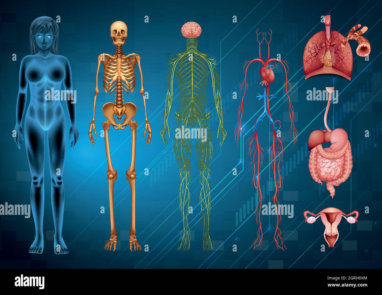 Sistemi del corpo umano Illustrazione Vettoriale
