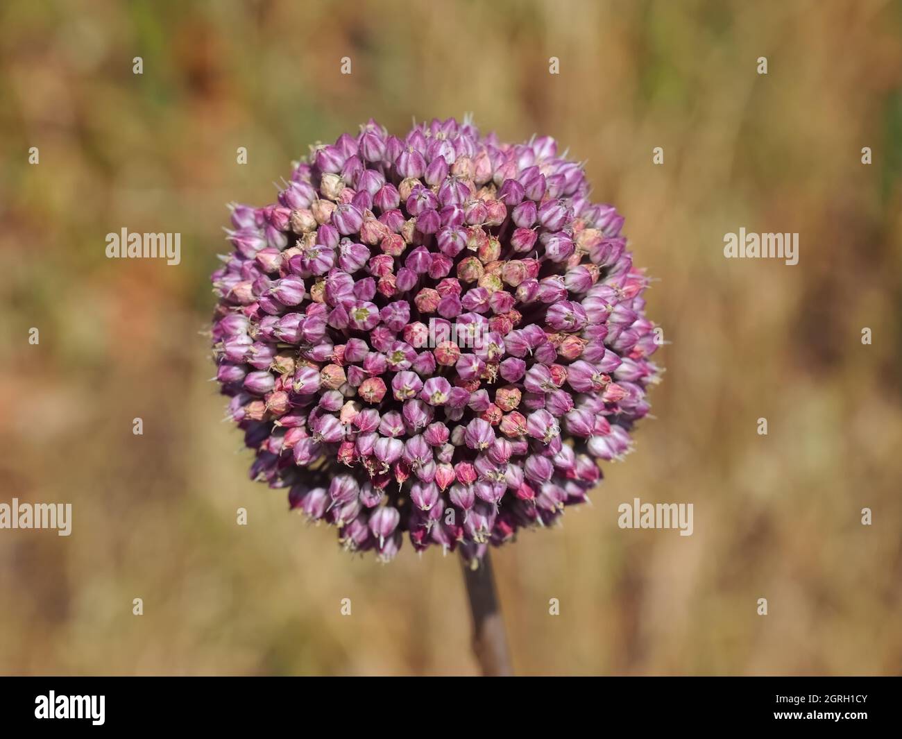 Primo piano di porro rosa in fiore Foto Stock