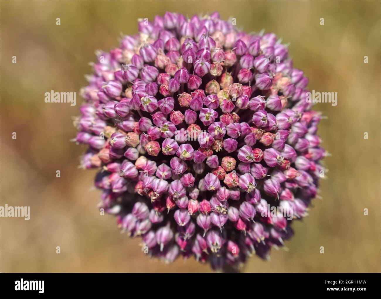 Primo piano di porro rosa in fiore Foto Stock