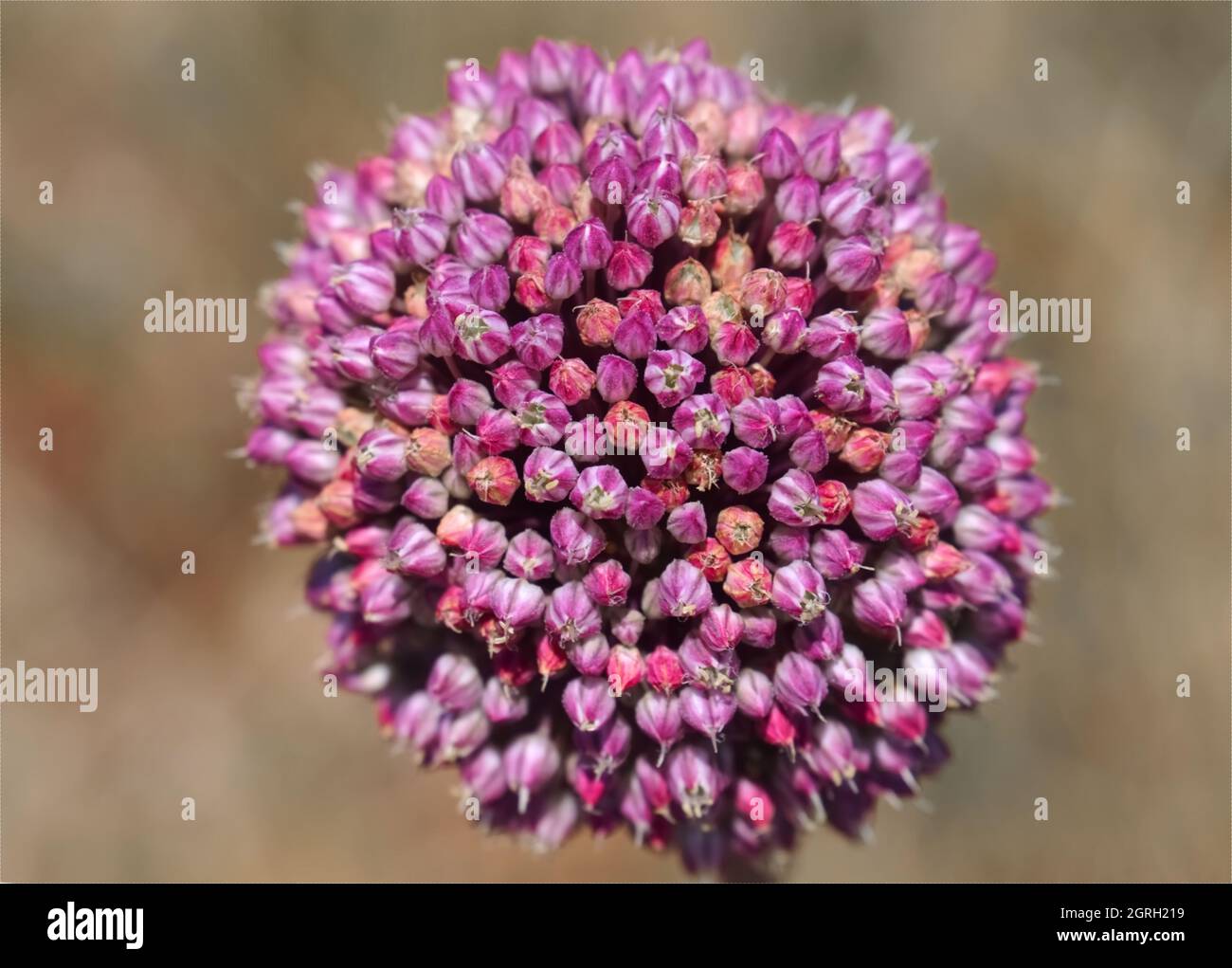 Primo piano di porro rosa in fiore Foto Stock