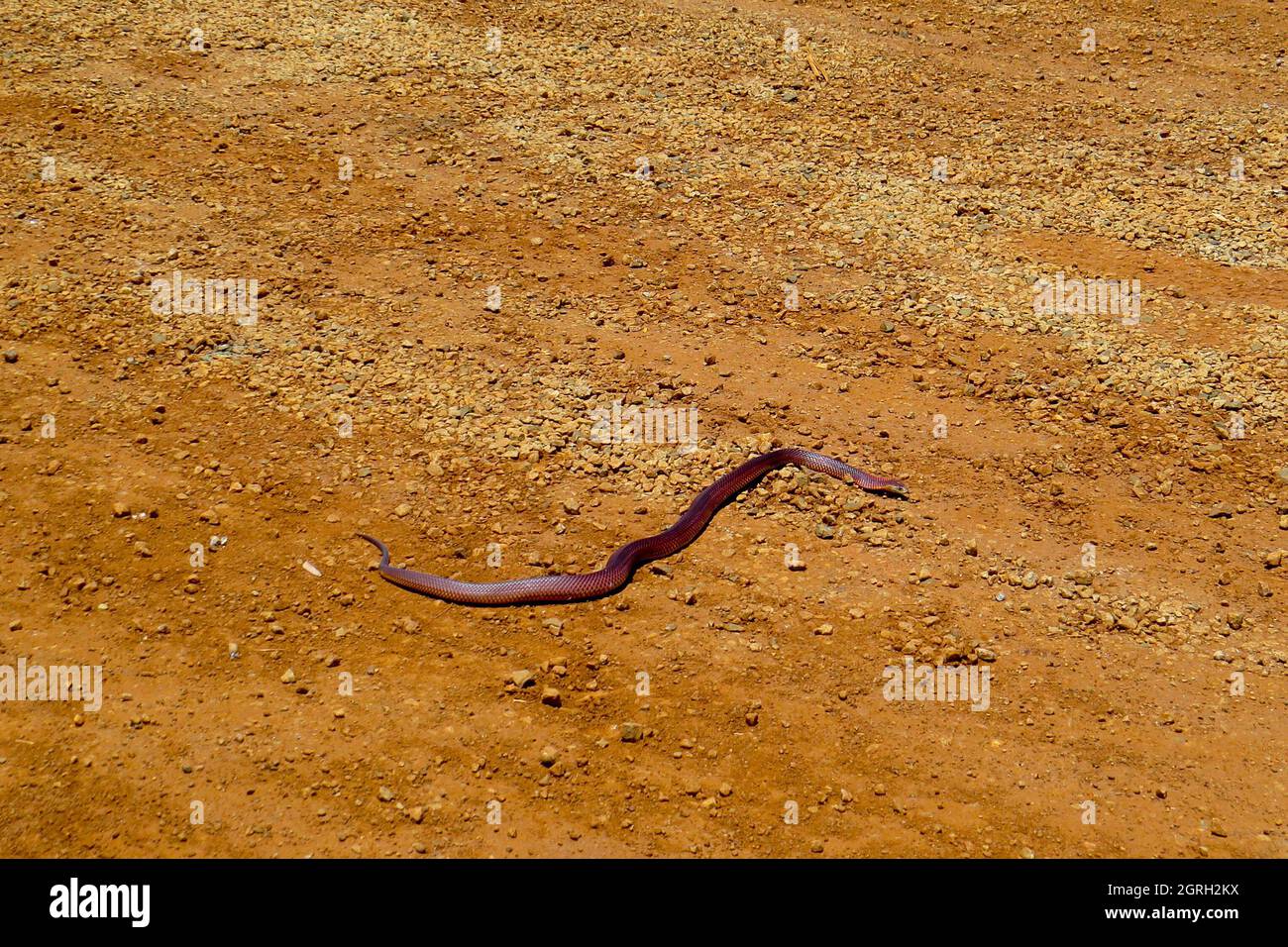 Re Brown Snake - Australia Foto Stock