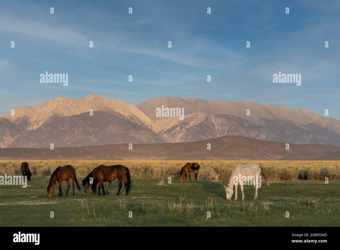 Mono Lake cavalli selvatici pascolo al mattino in un prato, con montagne sullo sfondo, California, Stati Uniti, e il cielo blu-cielo nuvoloso copia-spazio Foto Stock