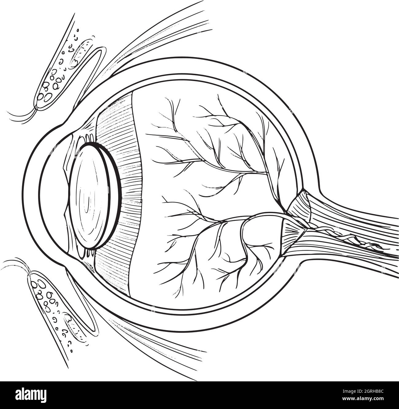 Anatomia dell'occhio umano Illustrazione Vettoriale