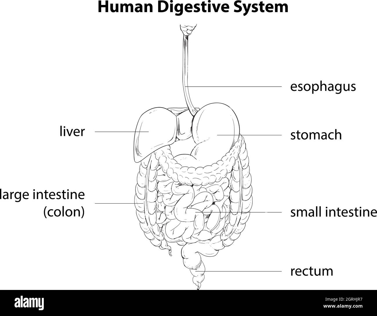 Apparato digestivo umano Illustrazione Vettoriale