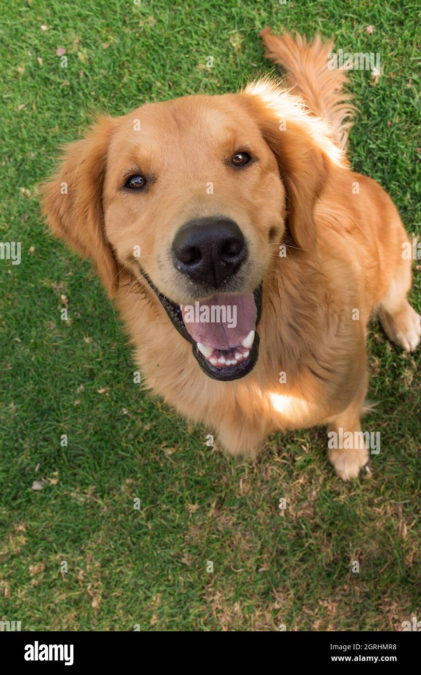 bel cane labrador retriever con pelliccia gialla, è seduto sul prato con una bocca aperta felice, animali domestici e fedeli compagni, famiglia amore Foto Stock