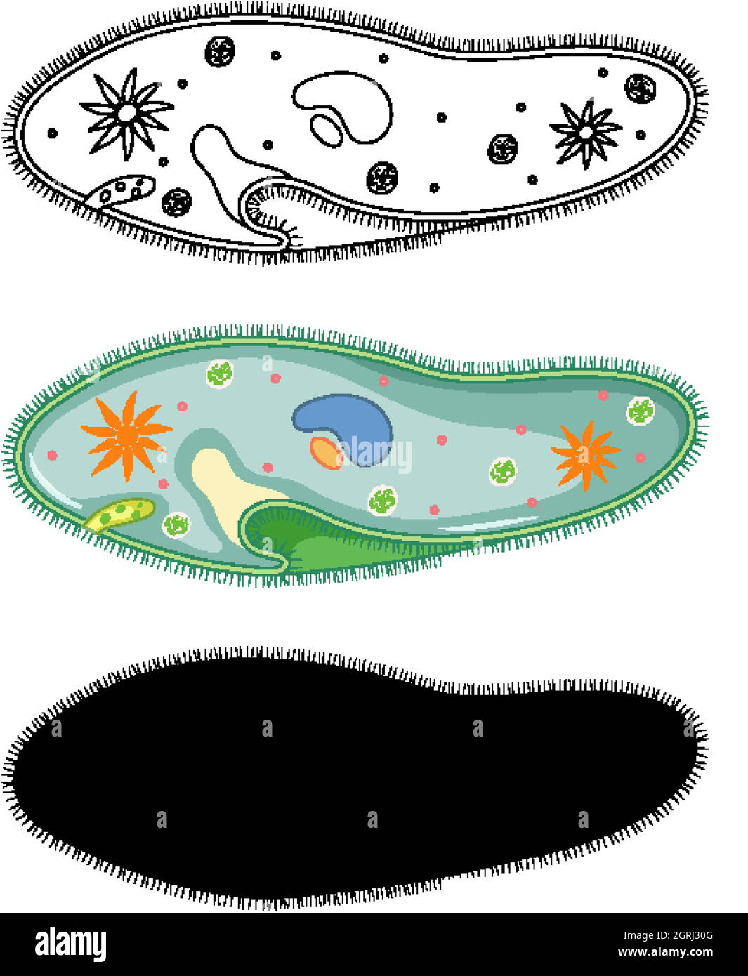 Set di Paramecium con silhouette e scarabeo su sfondo bianco Illustrazione Vettoriale