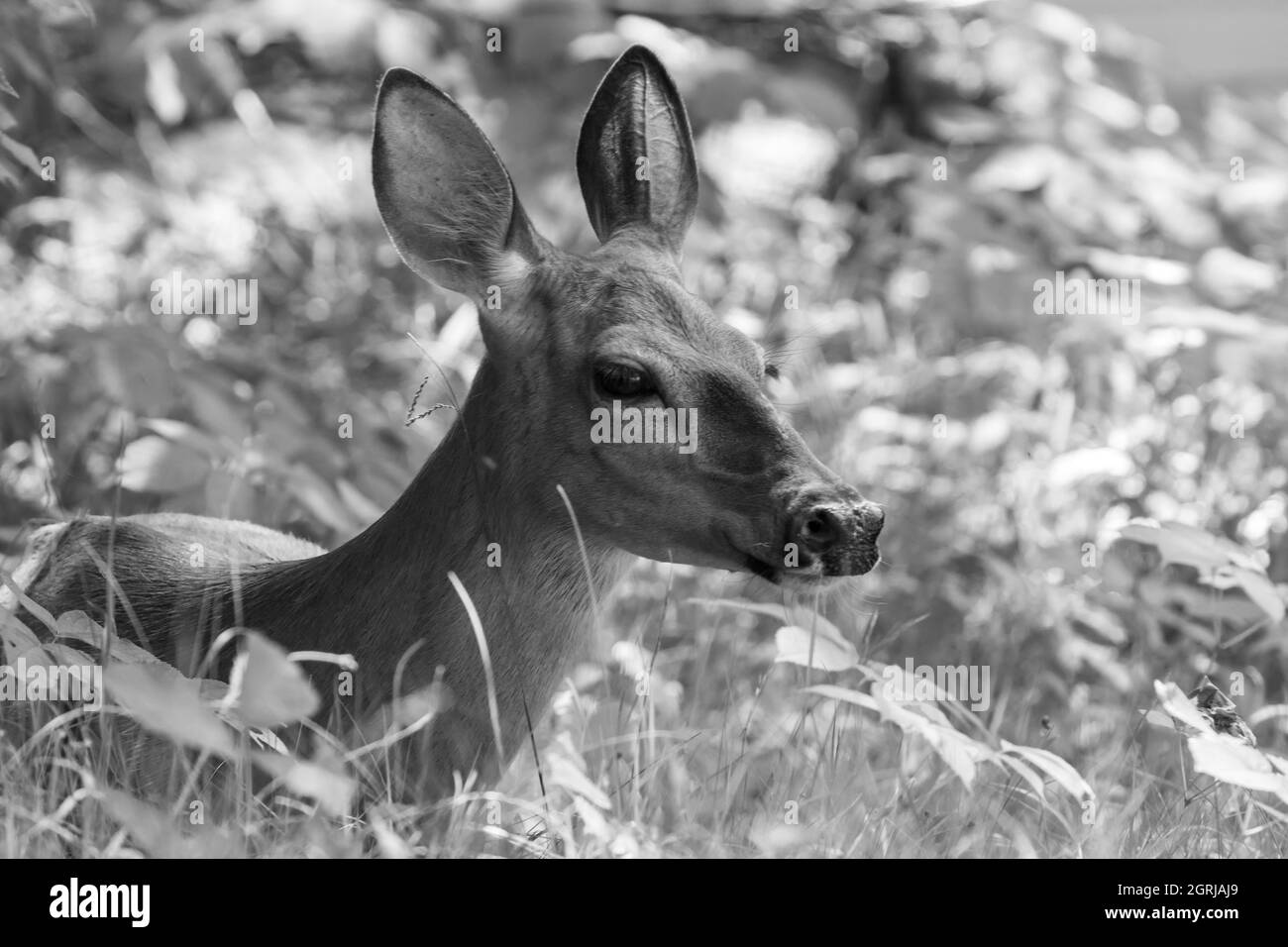 Uno scatto bianco e nero di un adorabile cervo selvatico, in piedi nella foresta, circondato dai cespugli, alla ricerca di una preda, alla luce del giorno. Foto Stock